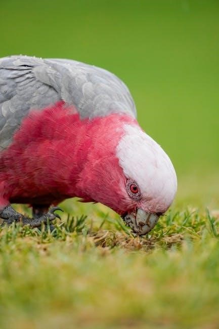 the field guide to the birds of australia